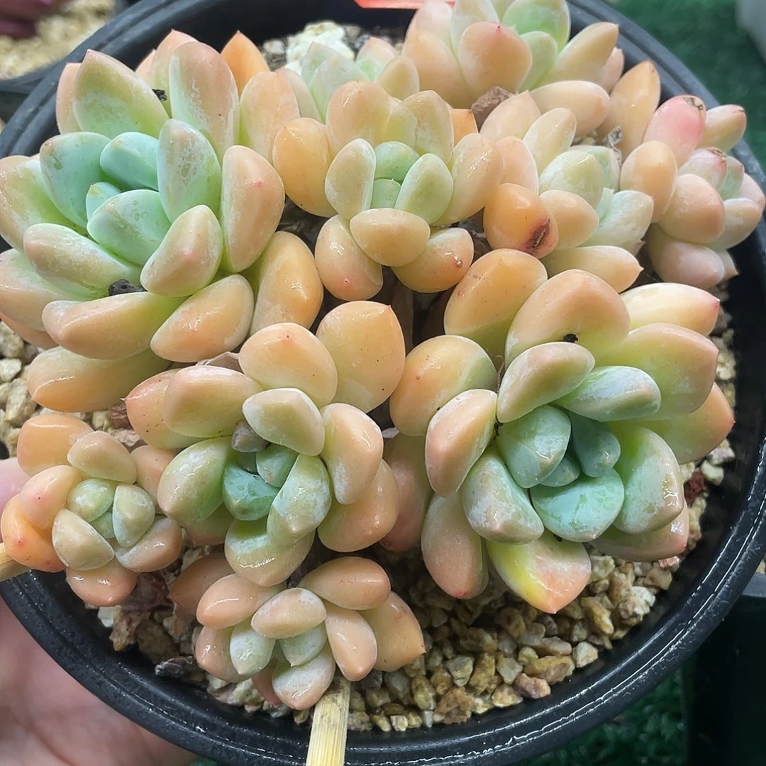 188一物一一拍一拍