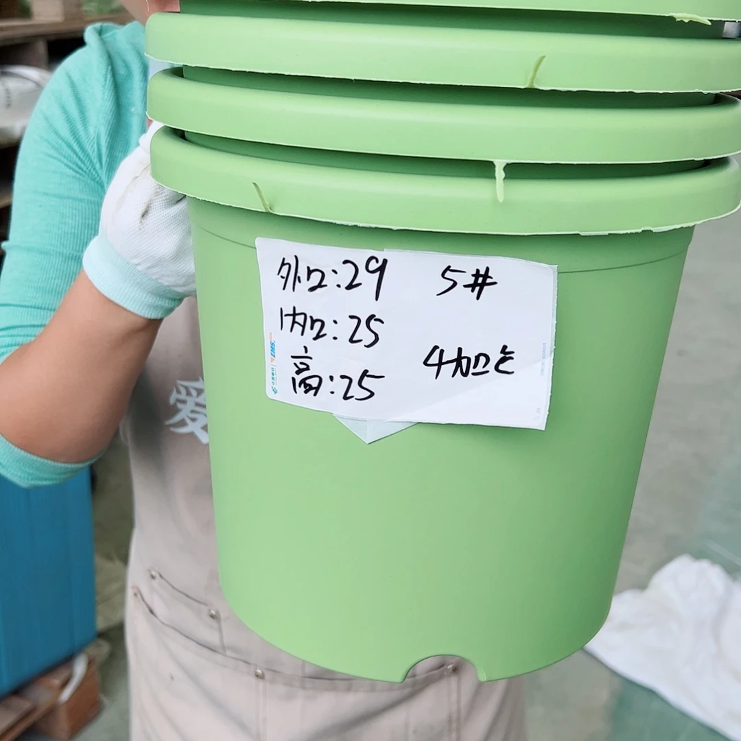 四季盆5#果绿色6个无托