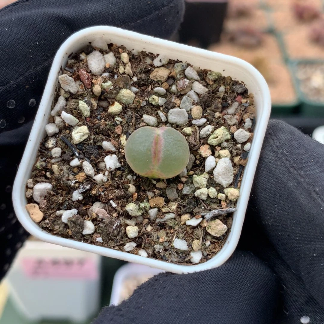 225粉红女郎一颗