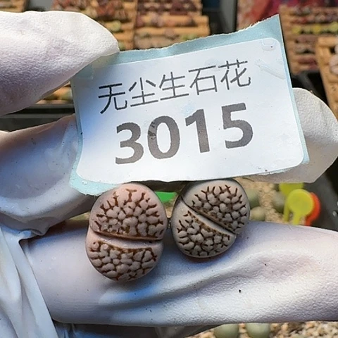 无*3015C64C白底红纹脱土发货