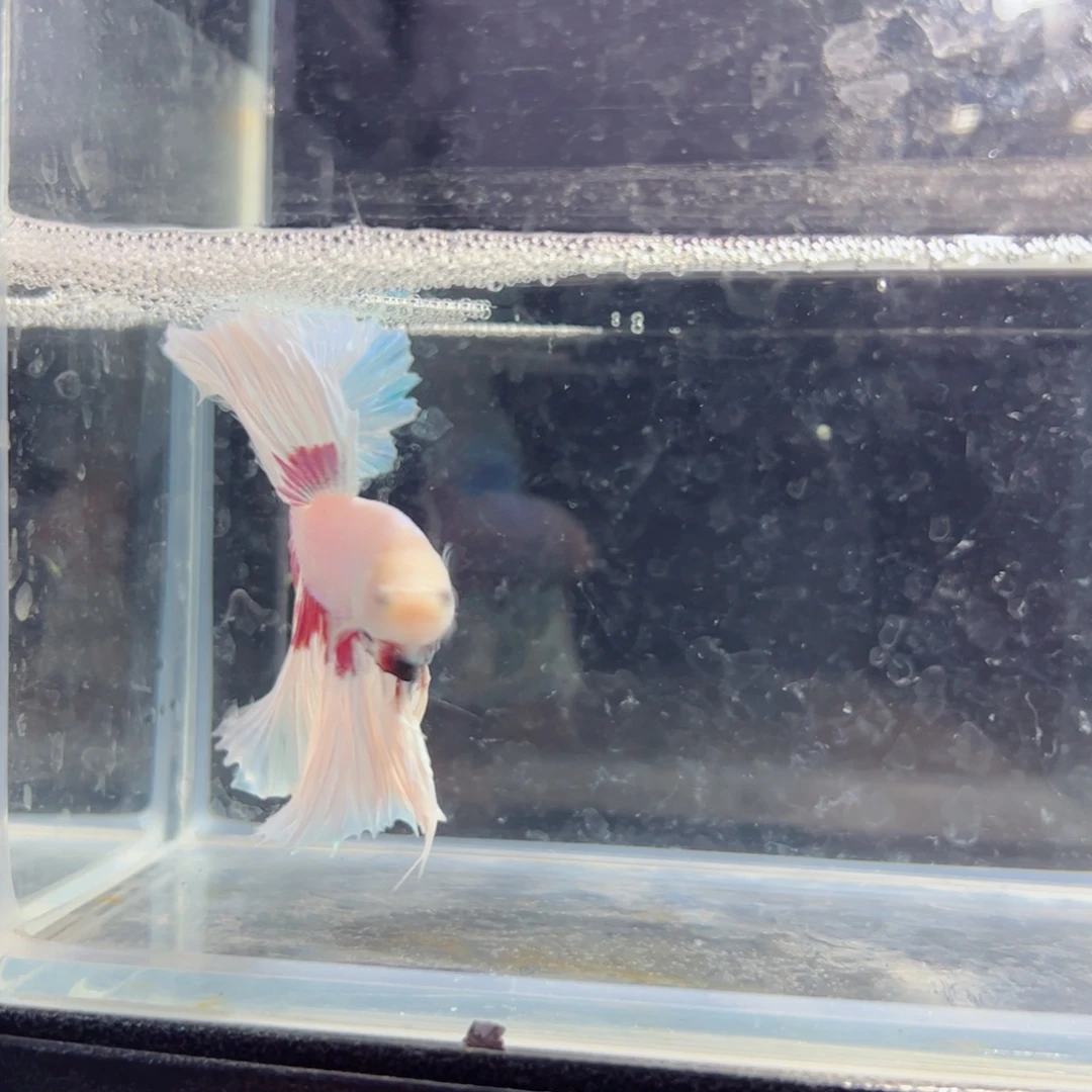 斗鱼浅色仙仙裙特殊尾