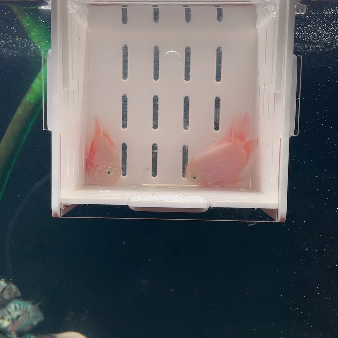 鹦鹉鱼圆桃胭脂粉一对