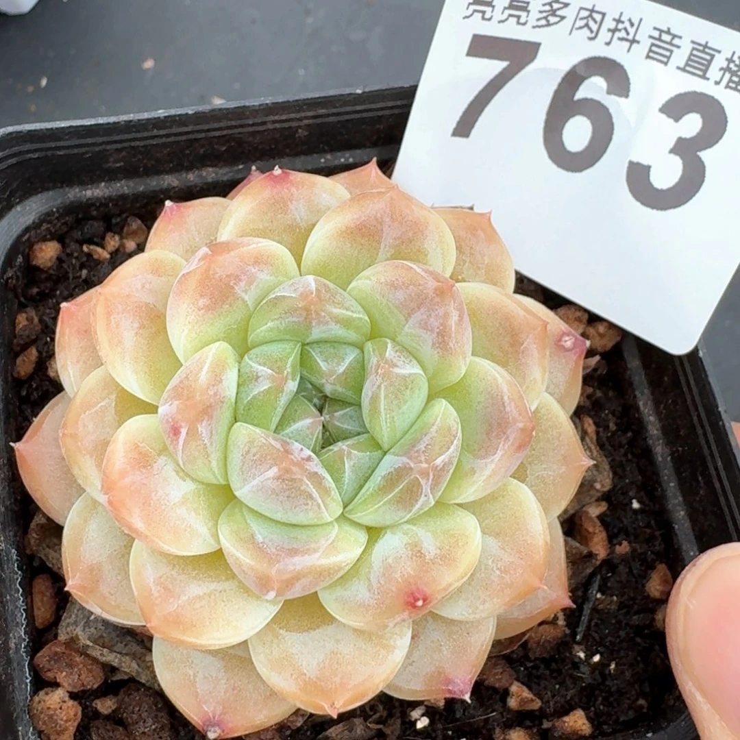 冰魄黄体       精品多肉