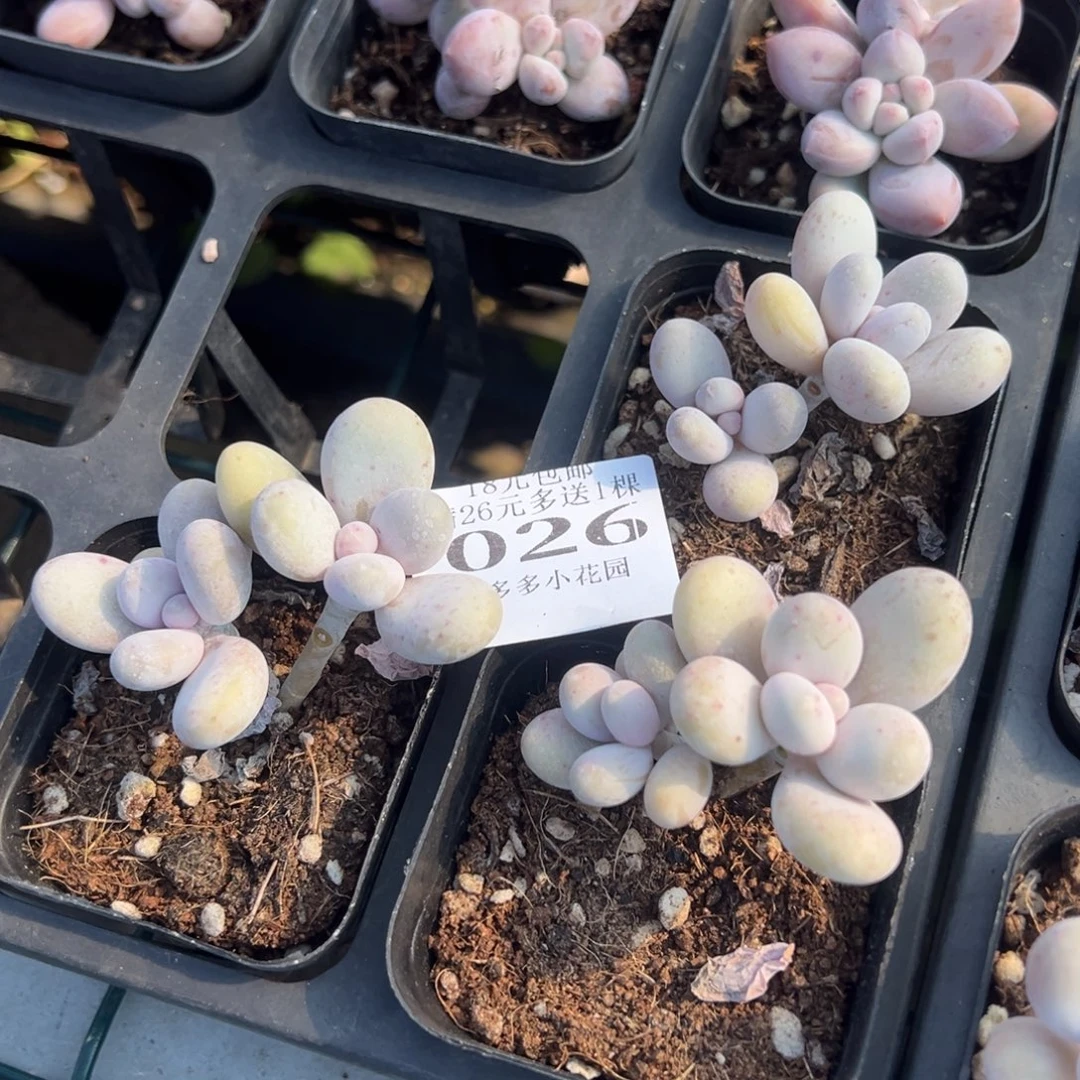 斐***宝026号三颗量拍多肉满18元包邮下午发