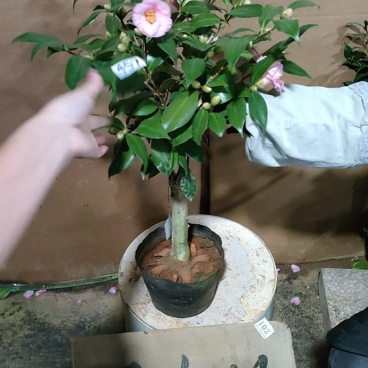 457飞天，原盆原土发货，不包邮