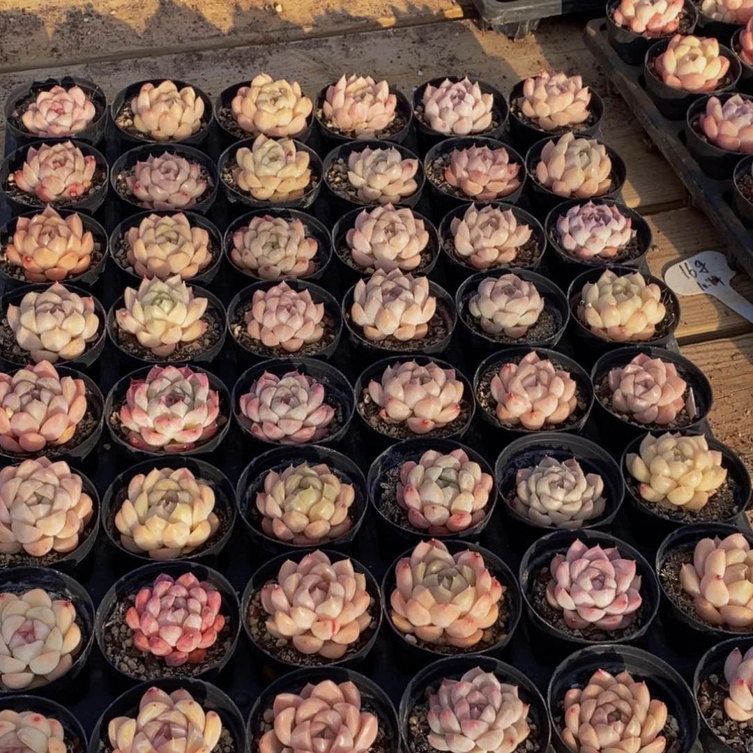 180多肉植物保护研究所所长