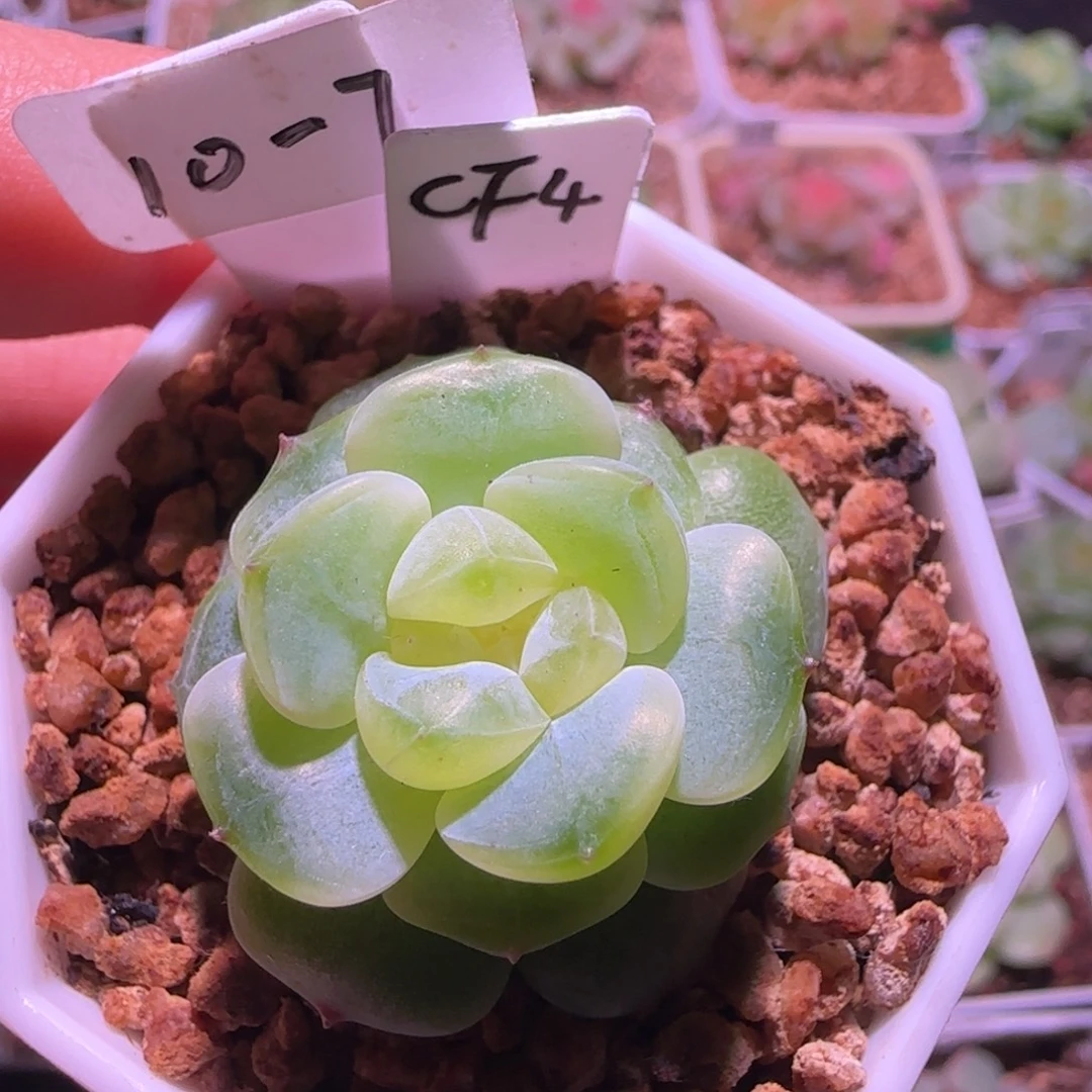 10-7福利财富密码CF4