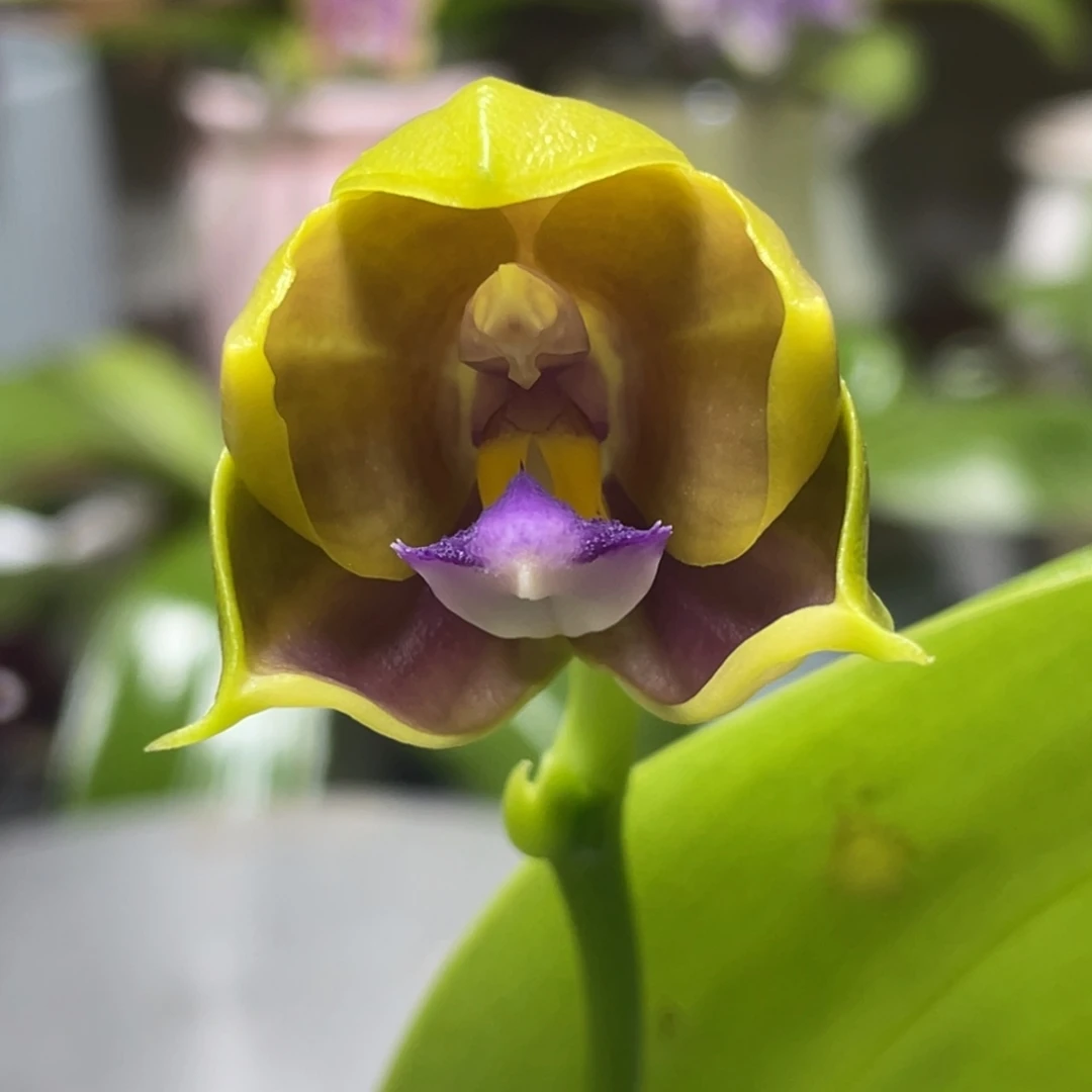 完全开放BTA216，3.5杯开花株，叶片有修剪