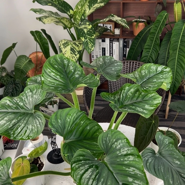 不开花植物马梅蔓绿绒