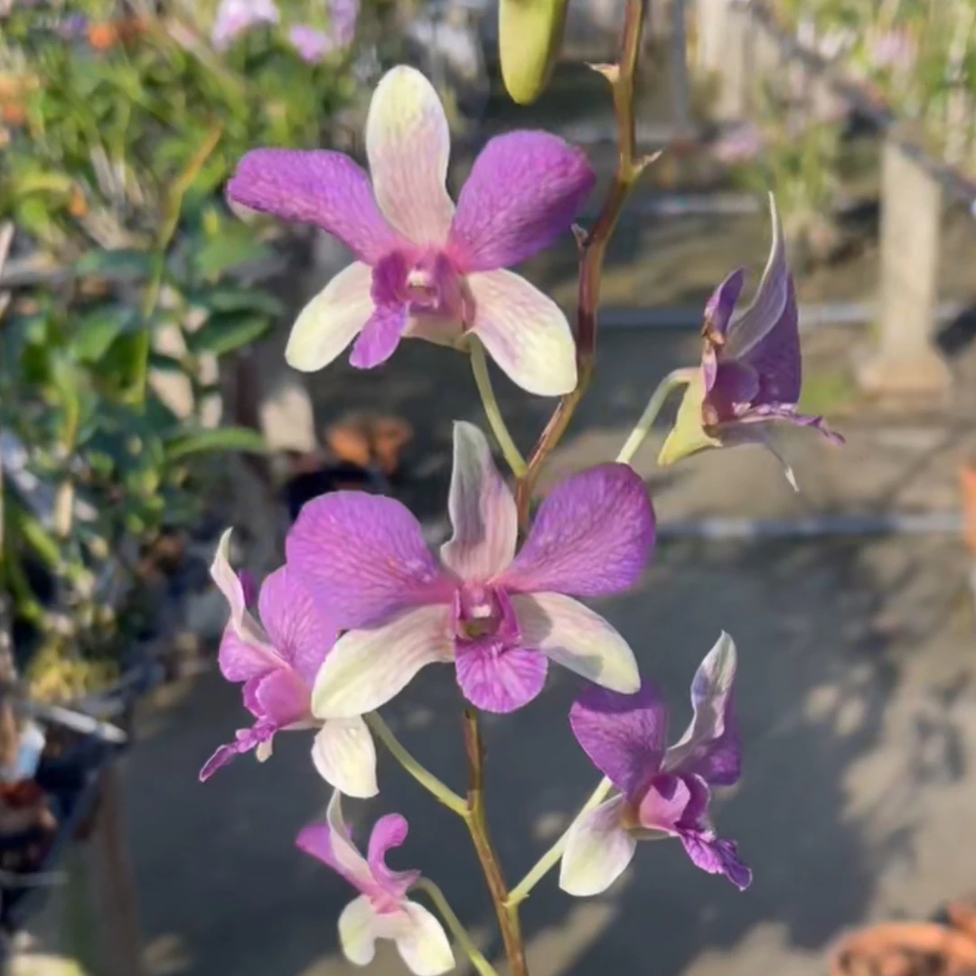 高端泼墨秋石斛泰秋灰蓝兔洋兰