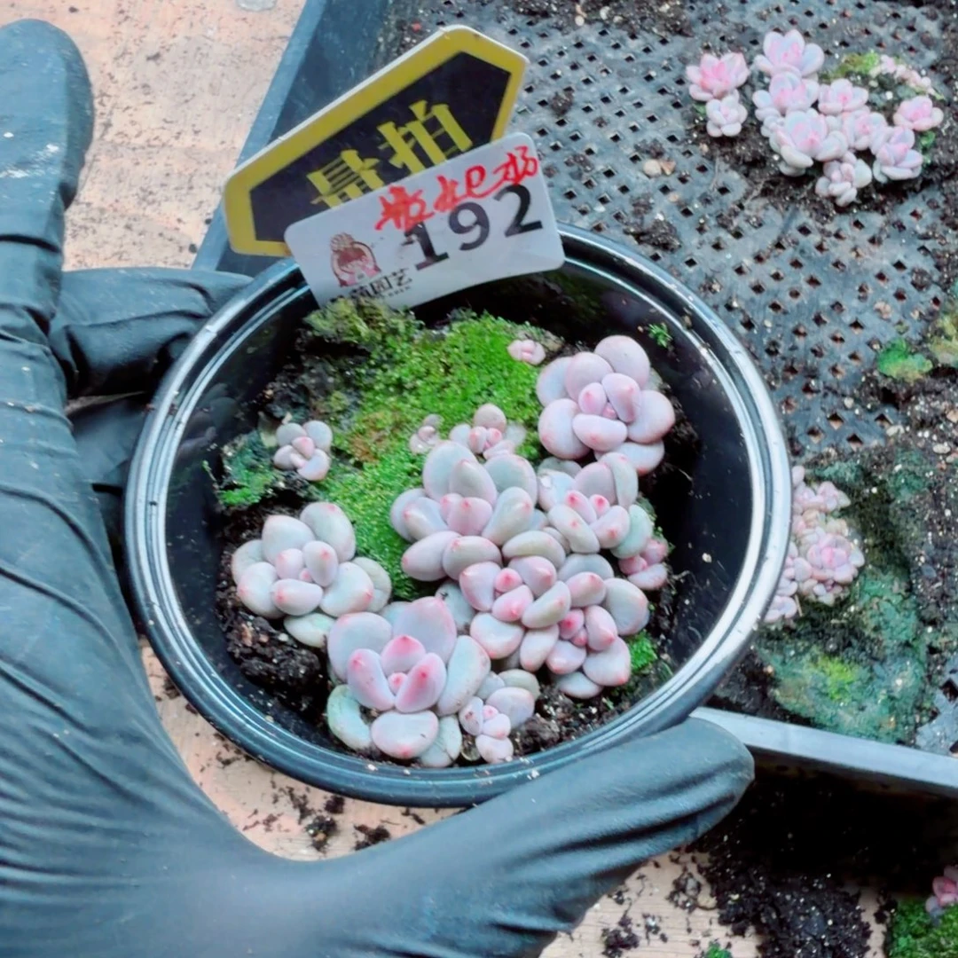 多肉植物多肉植物