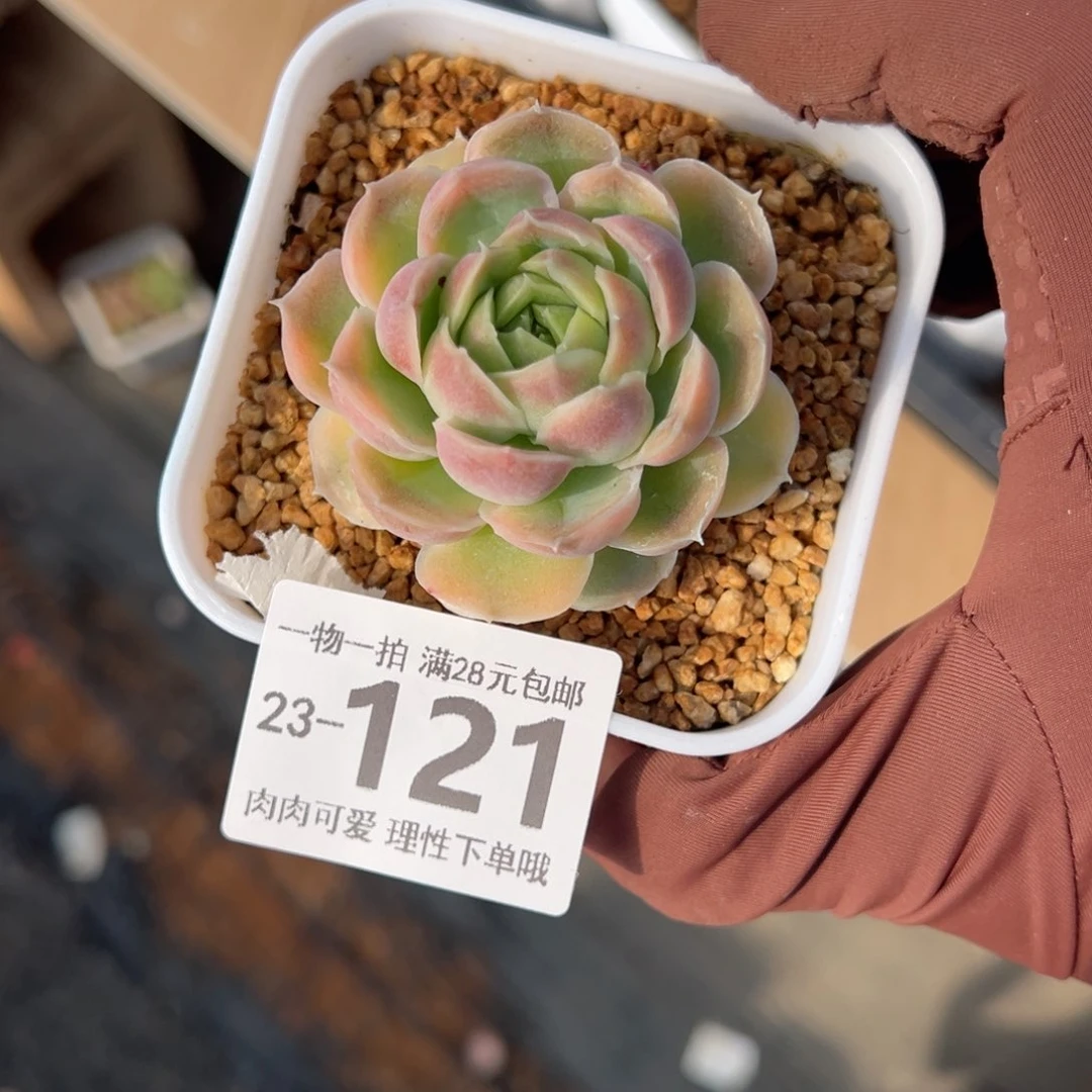 崽***鼓水晶虾饺多肉多肉多肉多肉