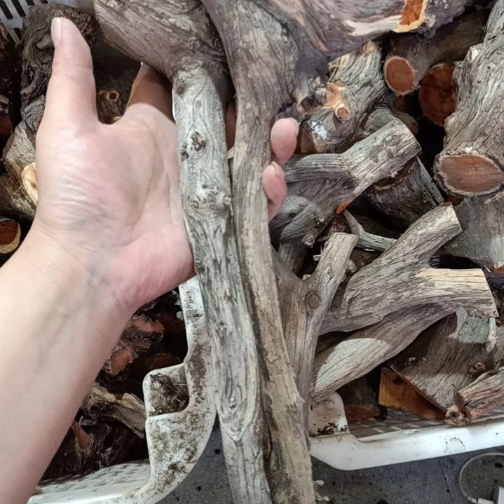 沈***学柏木崖柏叉子崖柏叉子崖柏