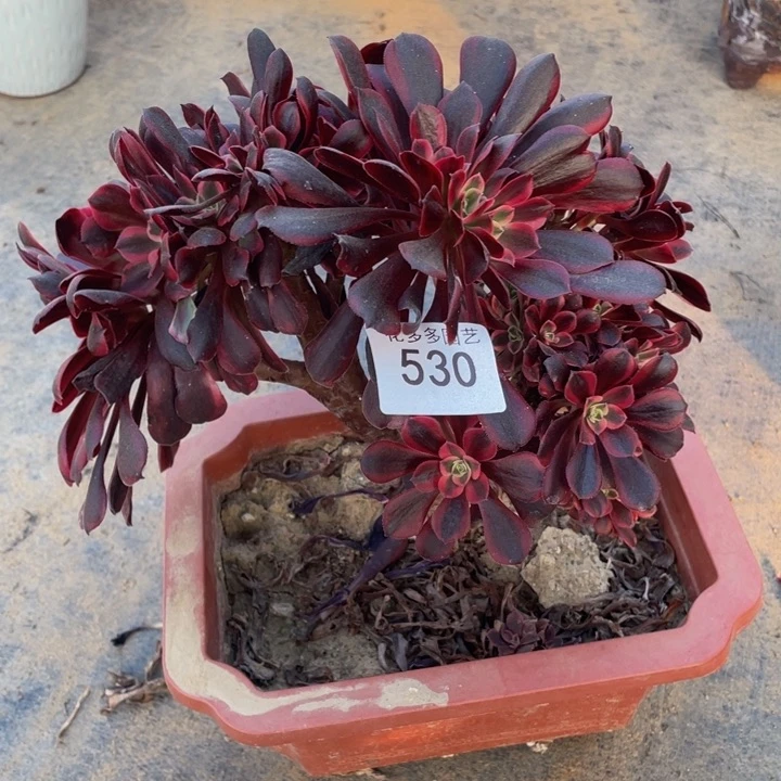 530号美杜莎法师缀花