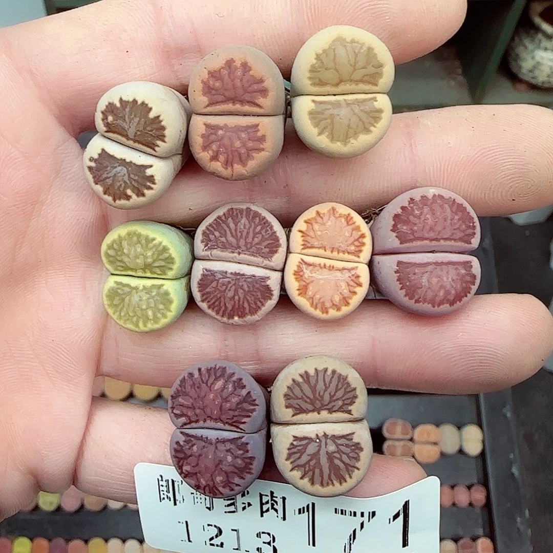 怼***了满满18包邮1213-171