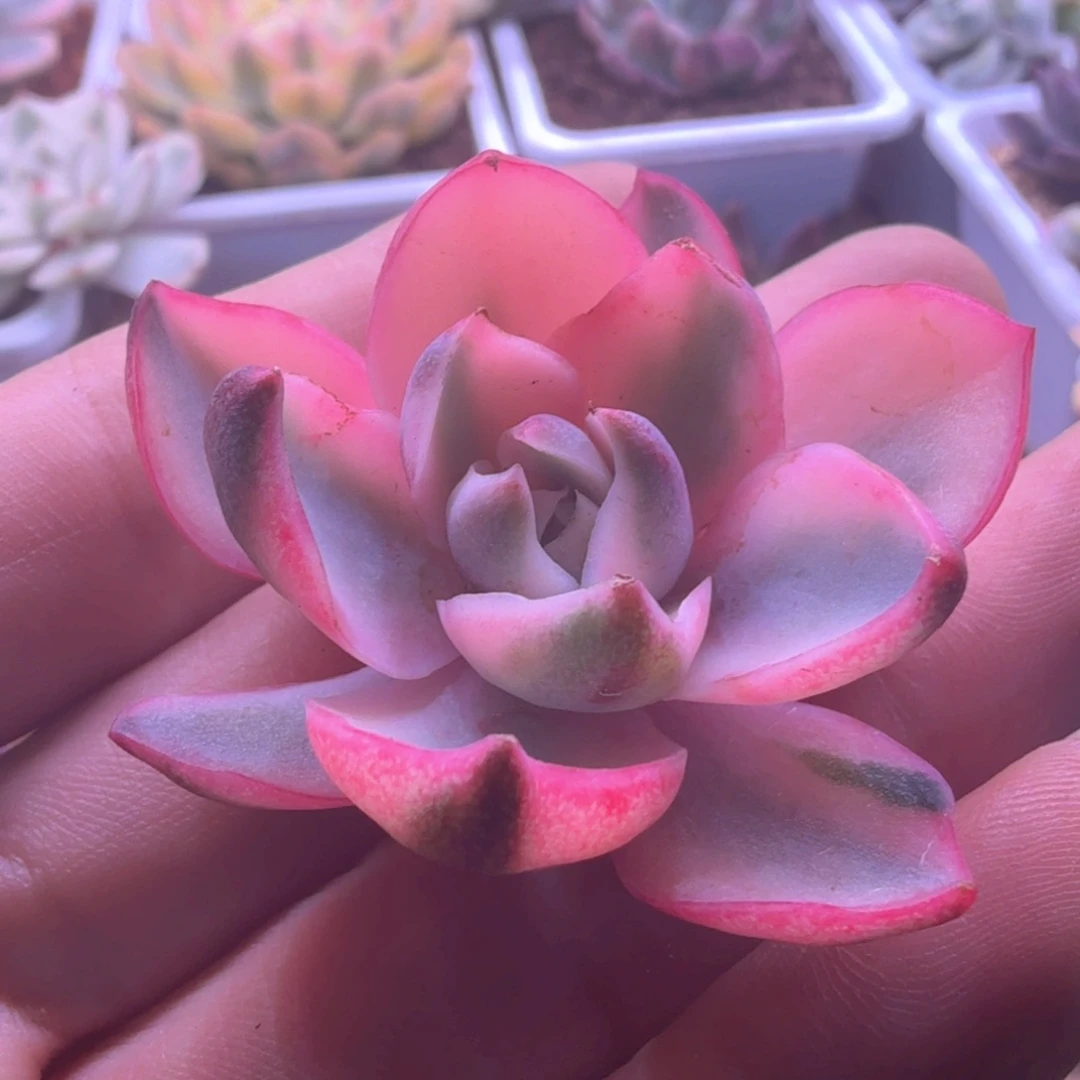 无花朵赫拉锦 多肉