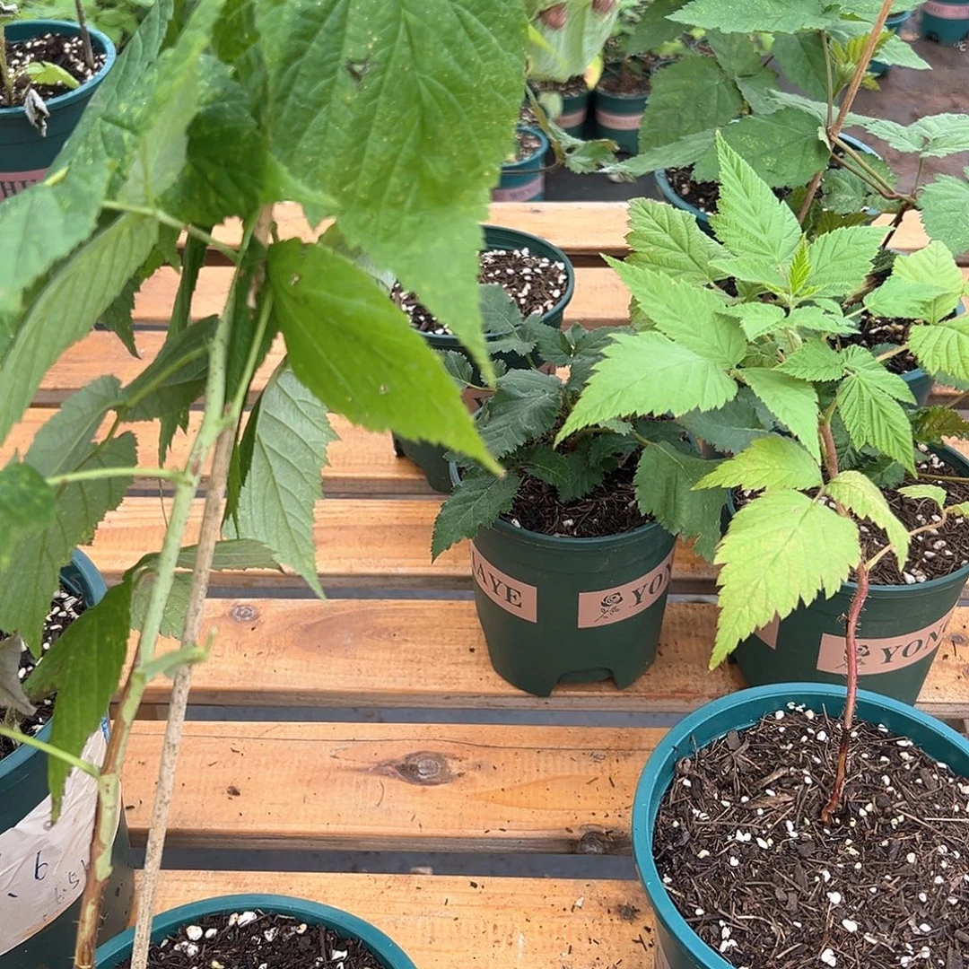 完全开放红树莓一棵
