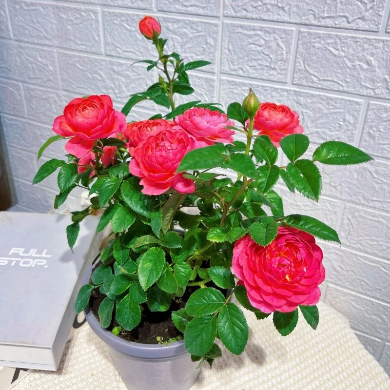 【云社】绝色果汁月季盆栽庭院阳台盆栽特大花浓香带花苞四季开