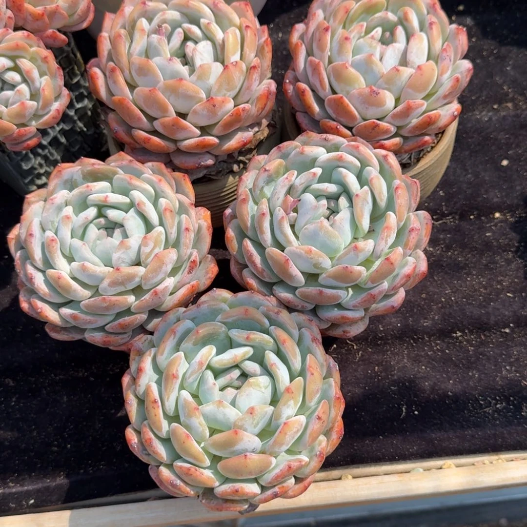 大***糖一组三颗，专拍链接。