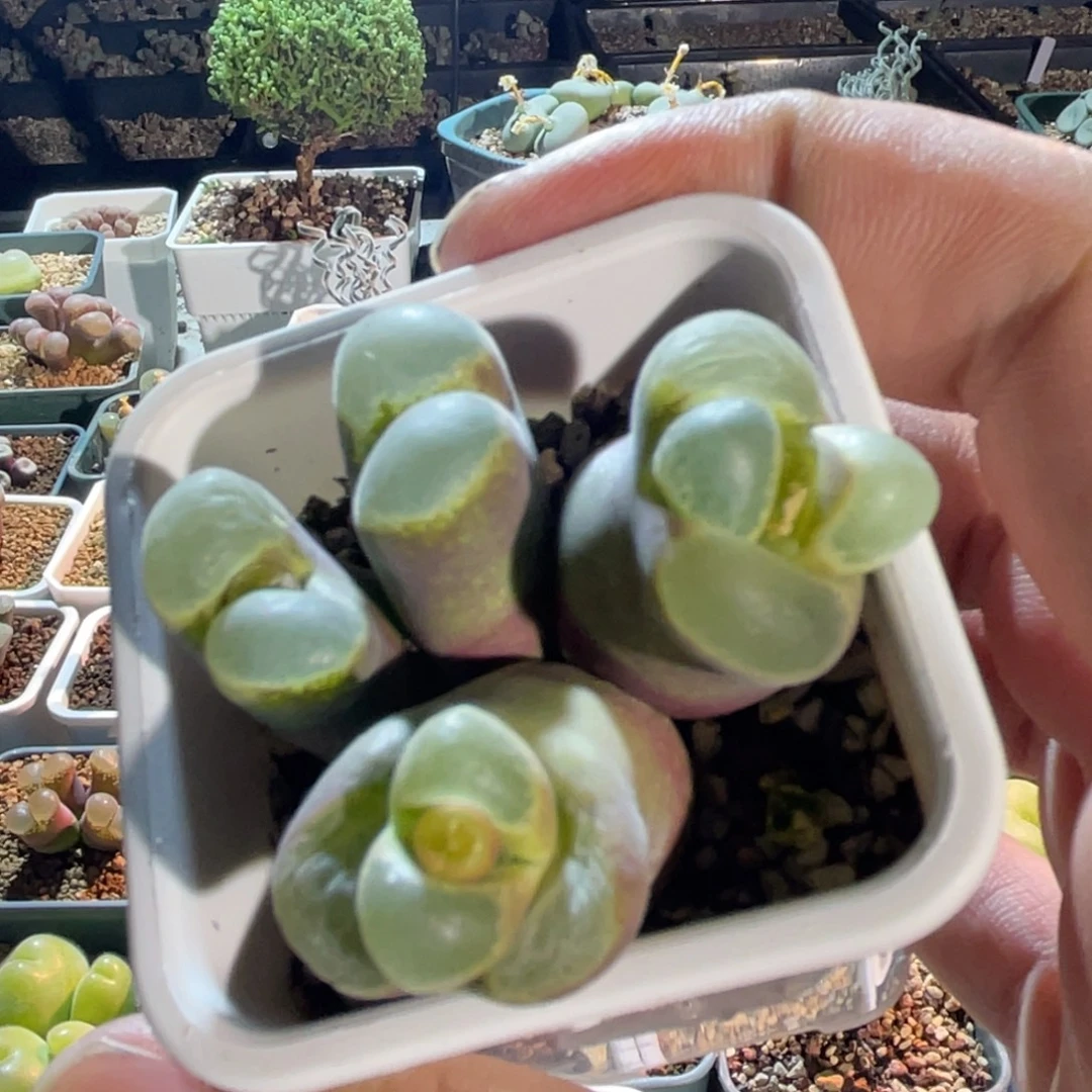 1777胭脂扣二退福利植物一物一拍