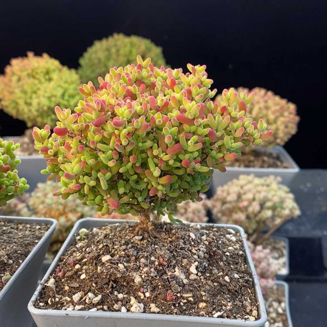 768蜜橘糖球，10厘米盆