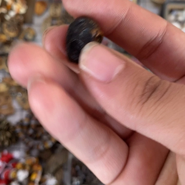 手串/手链鹿骨藏传旦珍小元素福利