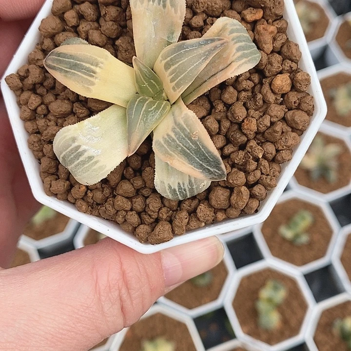 十二卷玉露锦红纹寿锦