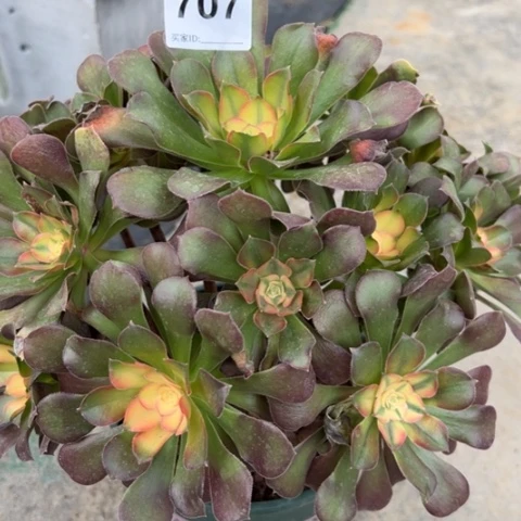 707雅典娜30厘米左右