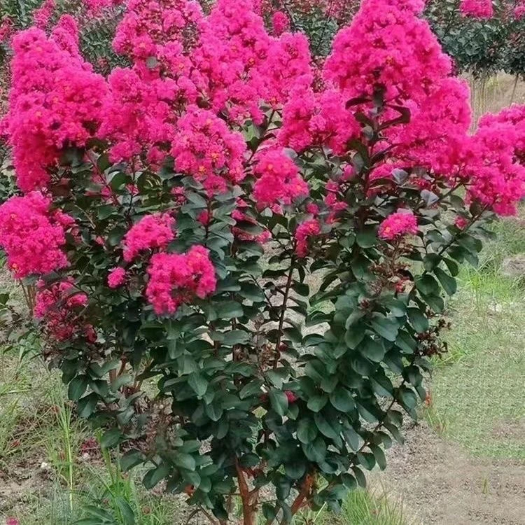 美国天鹅绒丛生紫薇盆栽耐热好养南北方适宜