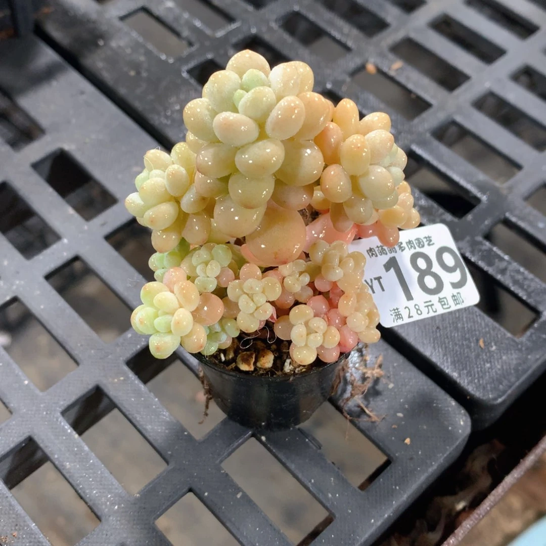 肉萌萌拇指盆精控多肉YT189