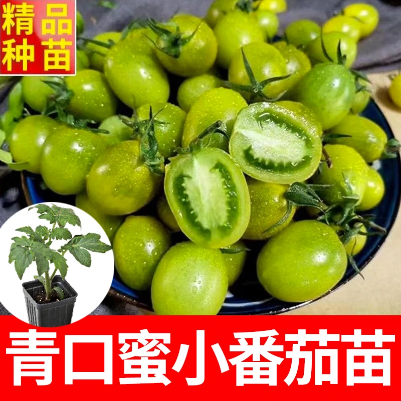 青口蜜纯甜口番茄秧苗串收高产小番茄苗庭院种植阳台盆栽