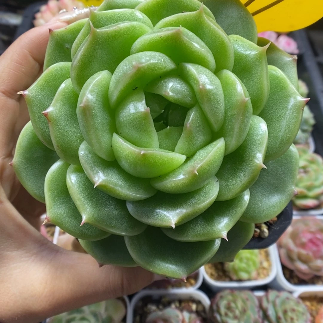 油透麦秆可拍379号