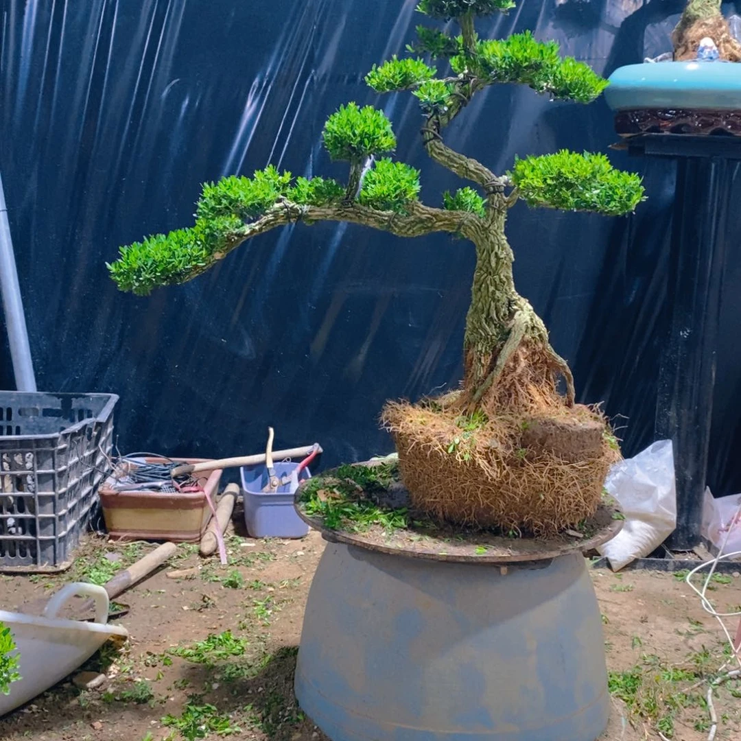 无花朵陈*红黄杨盆景雀舌软枝