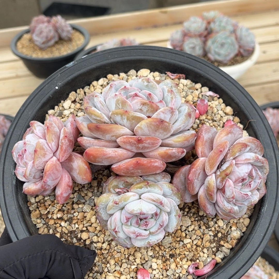 一物一拍不支持退换