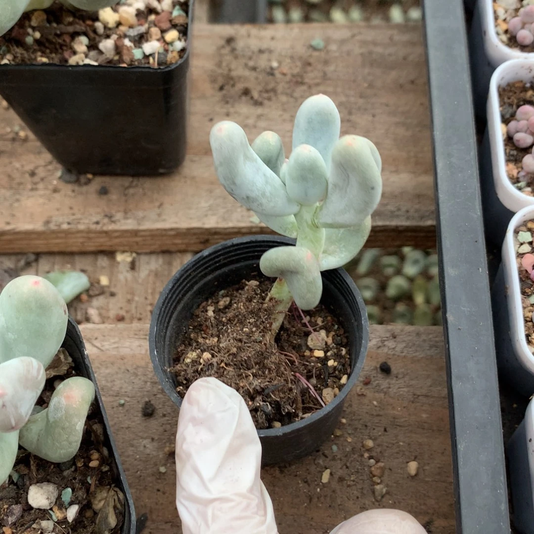 米可奶酪多肉米可奶酪