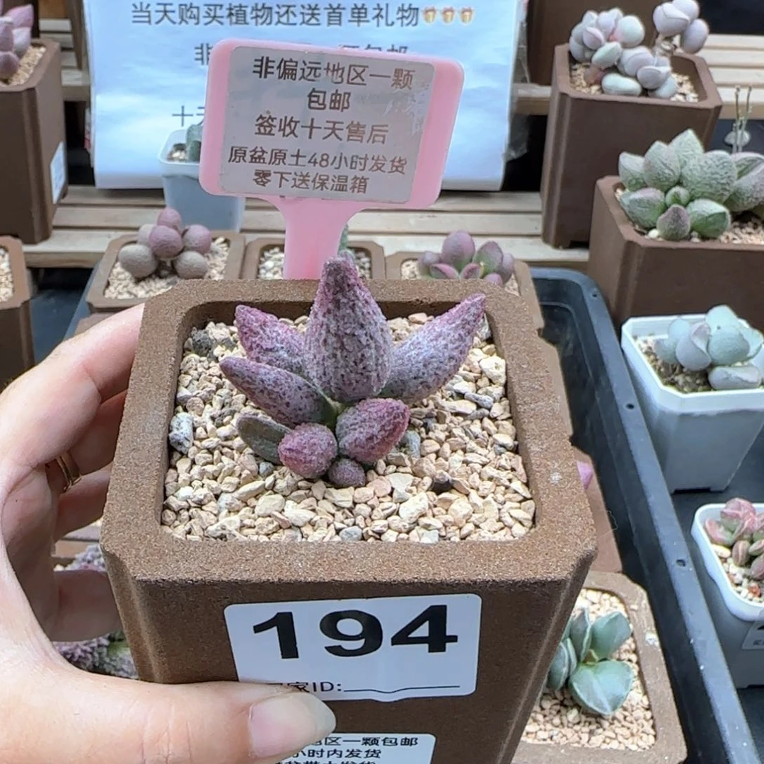 194猪尾巴多肉植物