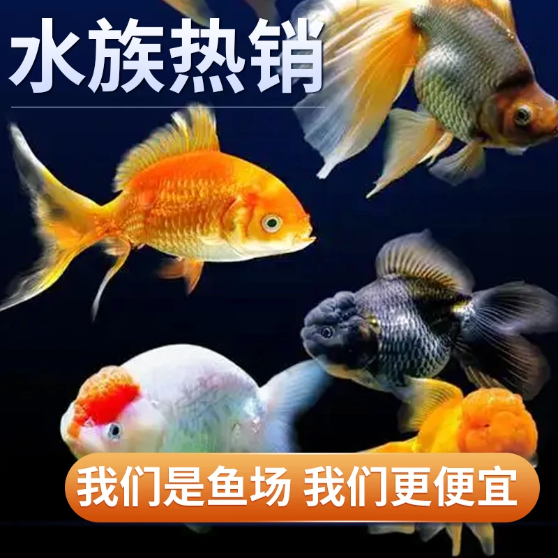 金鱼观赏鱼活体鹤顶红单顶狮头国狮元宝狮泰狮菠萝头鱼缸养淡水鱼