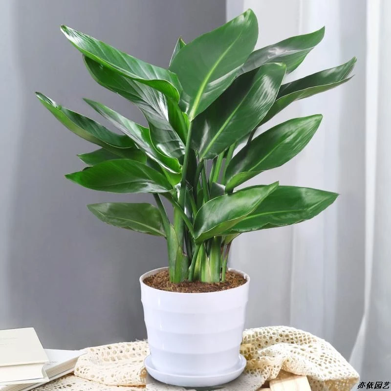 Z网红天堂鸟大绿植大型室内绿植盆栽北欧客厅办公室鹤望兰绿植