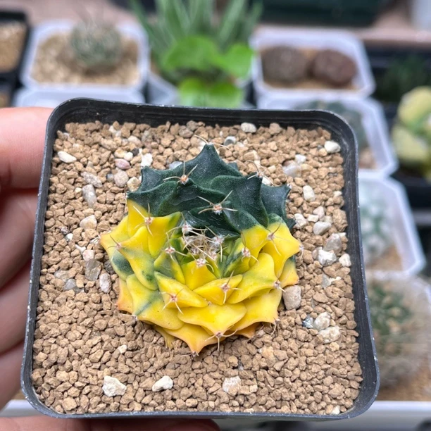 帝冠锦自根4cm带盆发仙人球