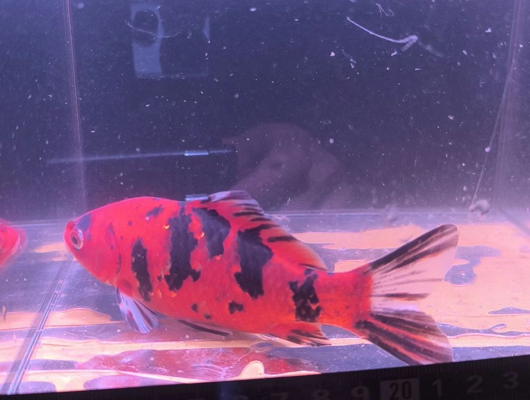 海水鱼品相自鉴全场包邮