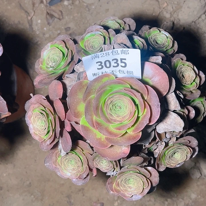 3035魅金玫瑰多肉植物
