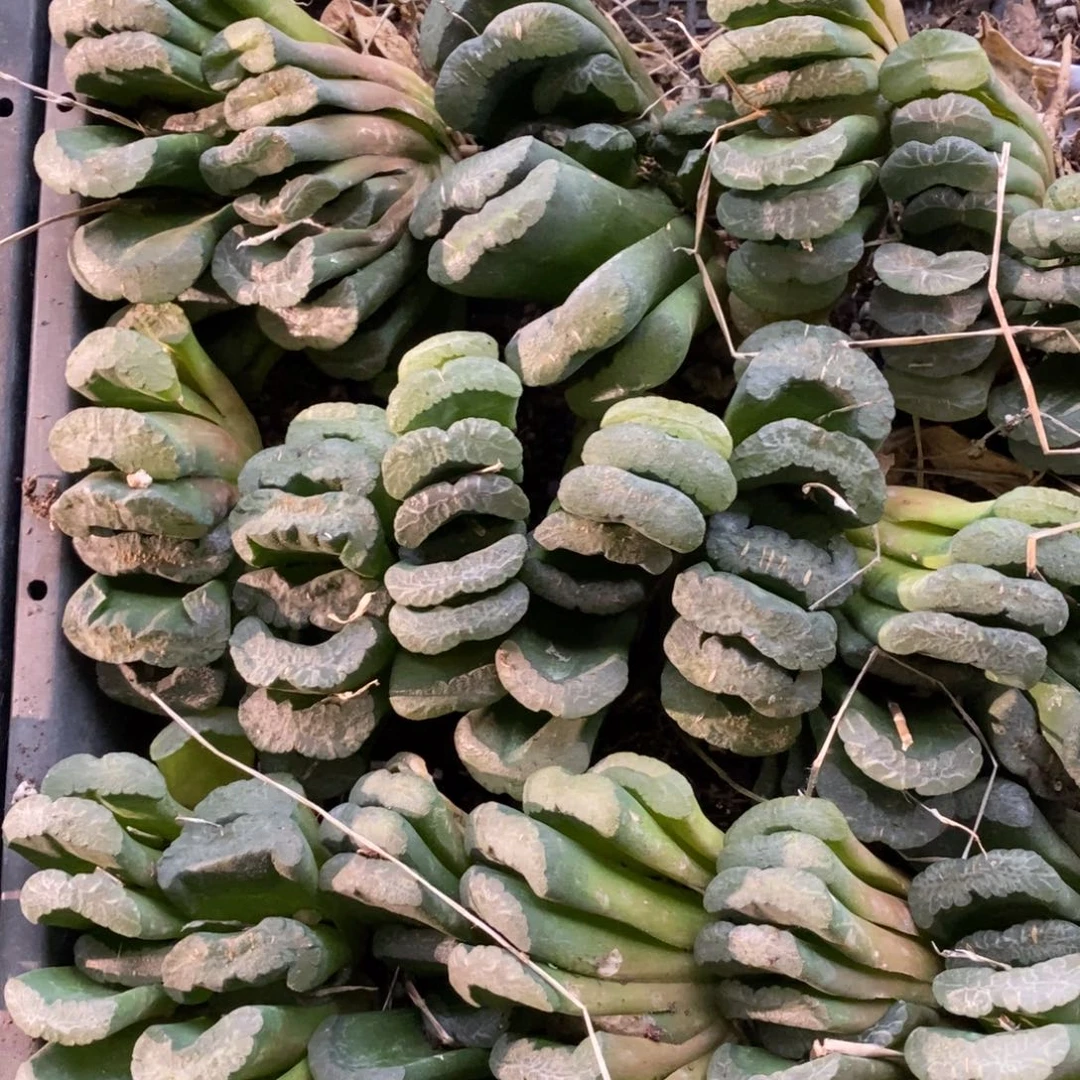 3102 一颗实生大玉扇 多品种 元旦福利