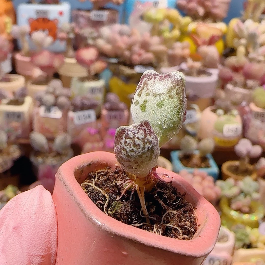 T猫耳海豹盆口2.5cm