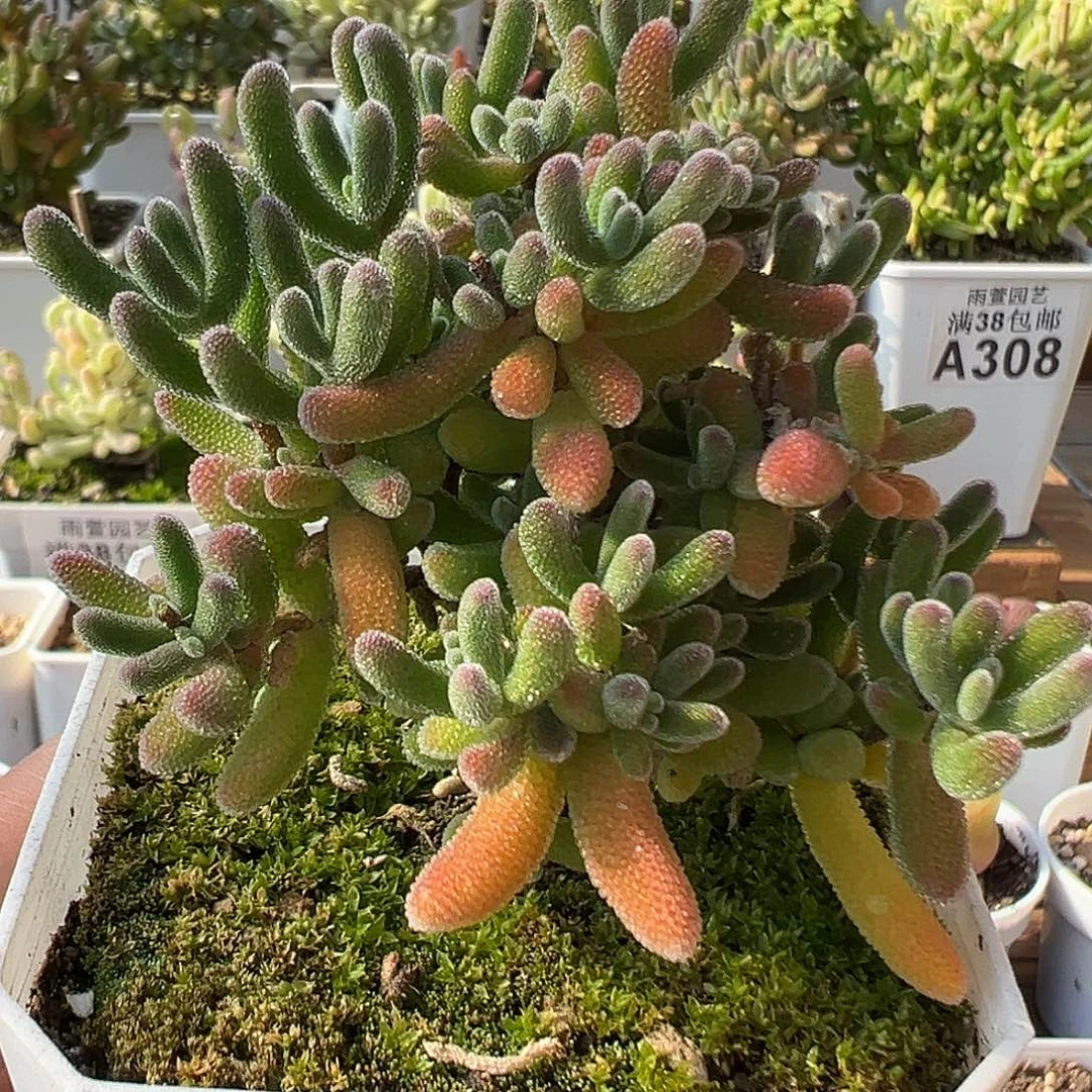 19-311枝干番杏多肉琉璃老桩七方盆一物一拍