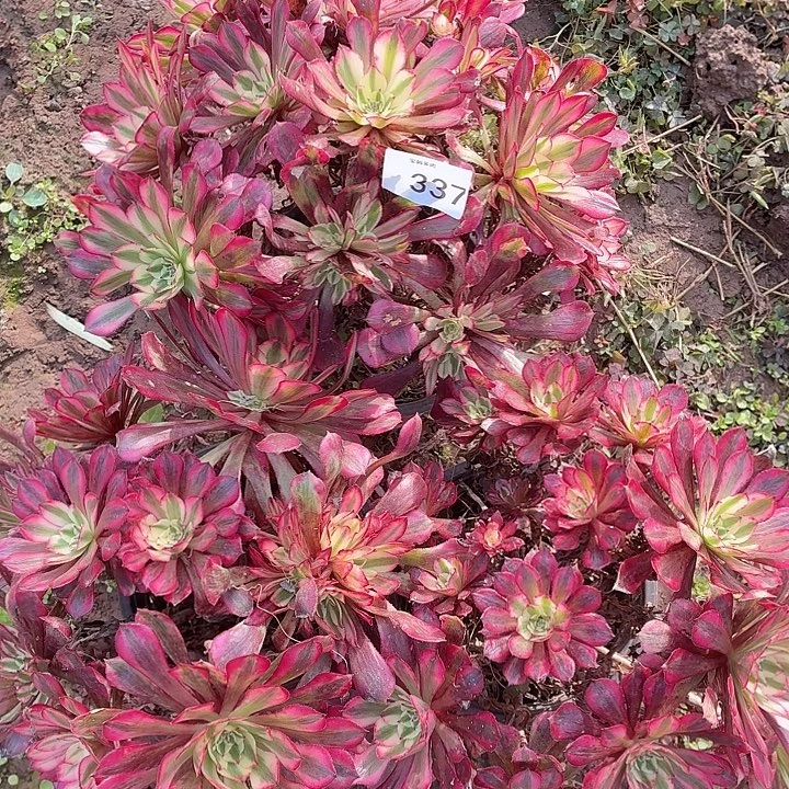 337号一物一拍3棵