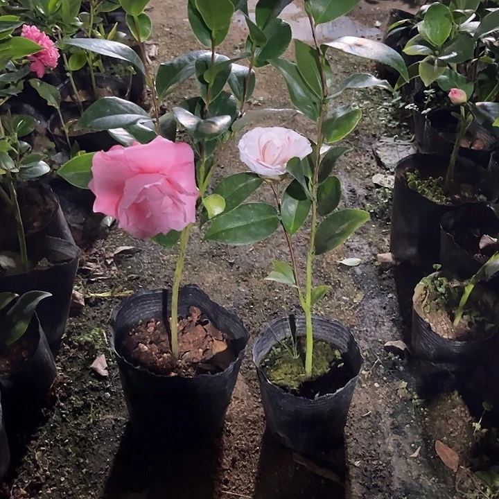 当前无花栽培后可以开花白喷西利米切尔