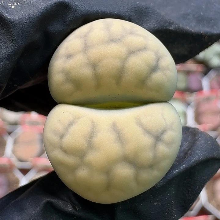生石花1111111。   231