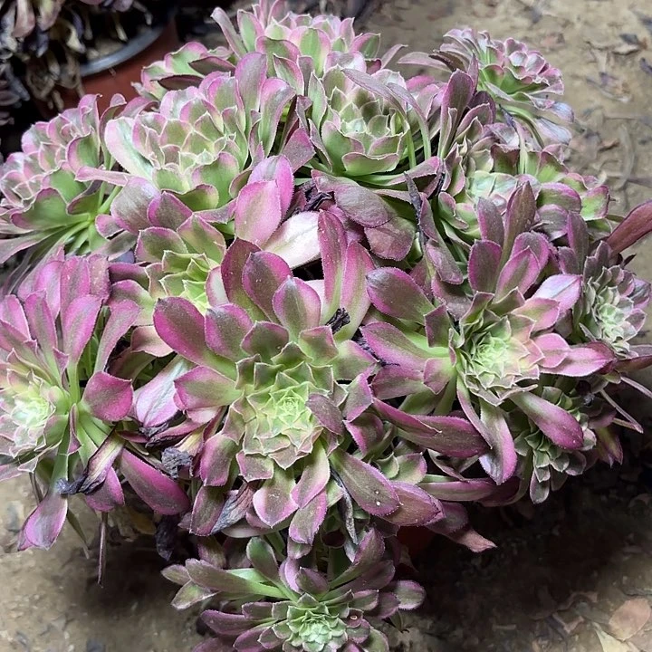 多肉植物法师天合2