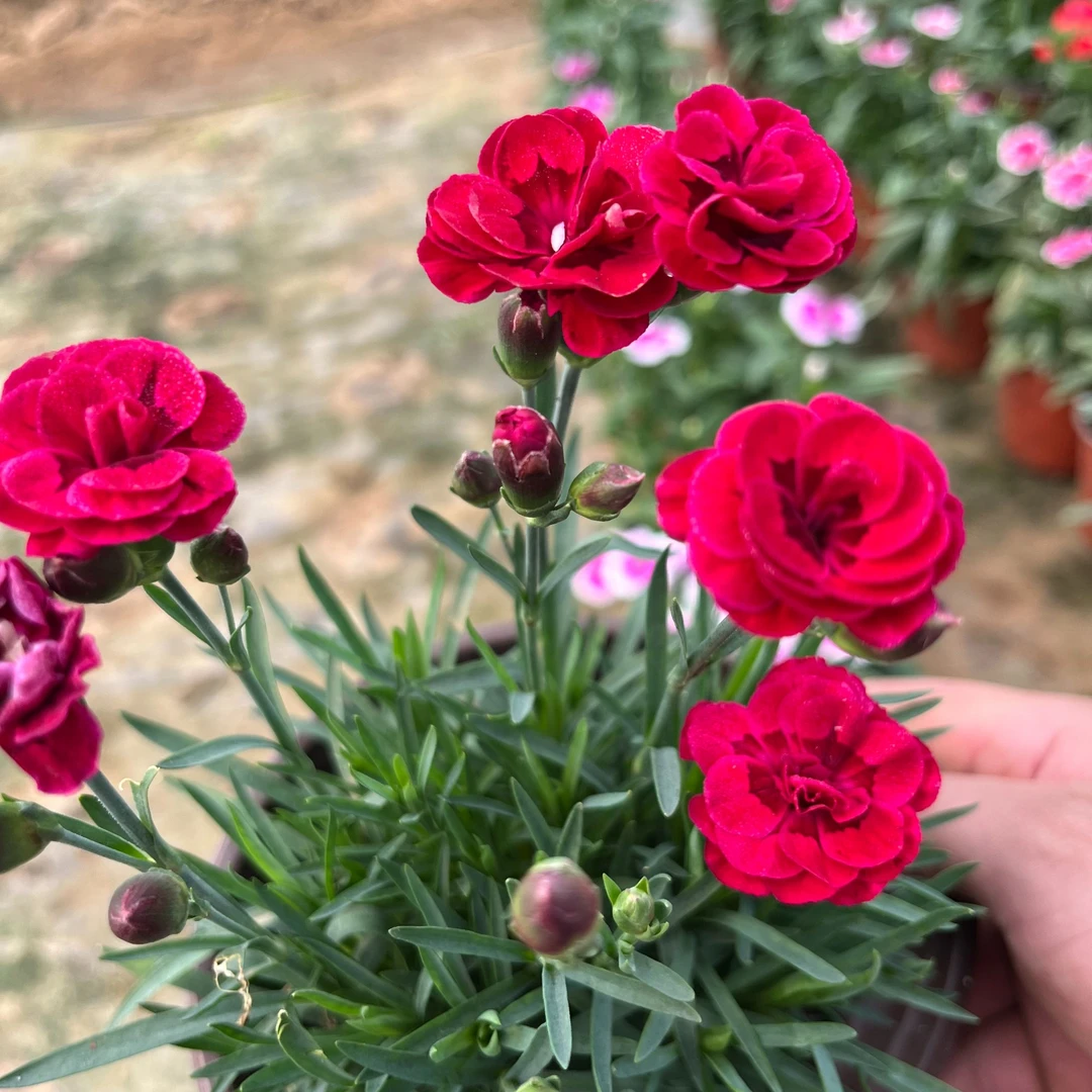康乃馨原盆原土四季开花大花苞