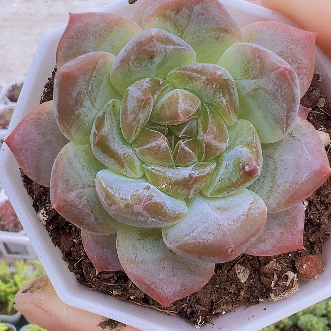 糖心珍妮冰魄19包邮多肉